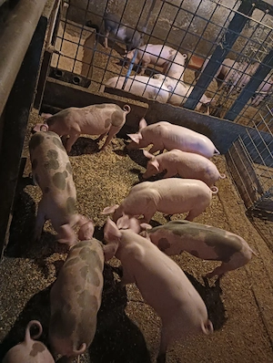 purcei 8 si 9 saptamani !!  - imagine 4