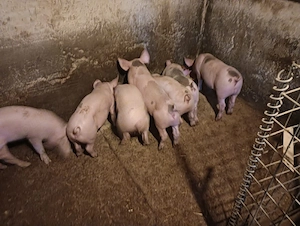 Purcei 8 si 9 săptămâni  - imagine 2