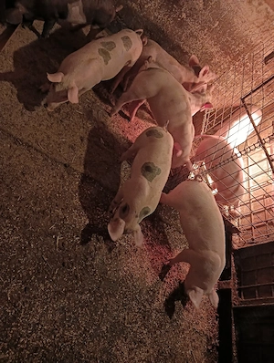 purcei 8 si 9 saptamani !!  - imagine 5