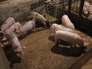 purcei 8 si 9 saptamani !!  - imagine 2