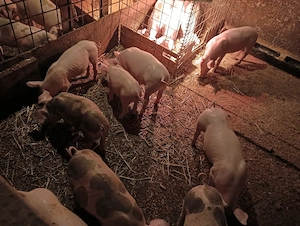 purcei 8 si 9 saptamani !! 