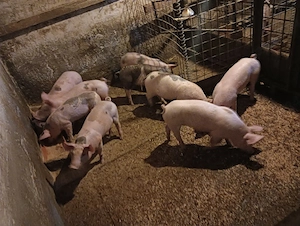 purcei 8 si 9 saptamani !!  - imagine 3