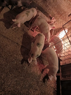 Purcei 8 si 9 săptămâni  - imagine 4