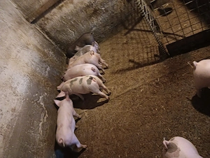 Purcei 8 si 9 săptămâni  - imagine 3