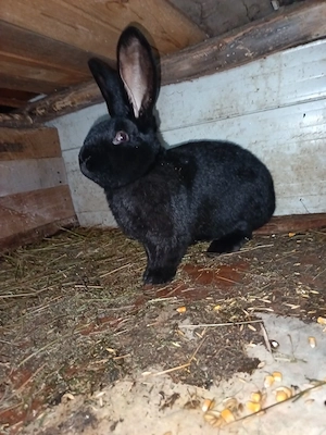 Mascul Fluture janet german disponibil pentru monta 