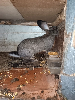 Mascul Urias German  disponibil pentru monta  - imagine 4