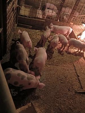 Purcei 8 și 9 săptămâni 