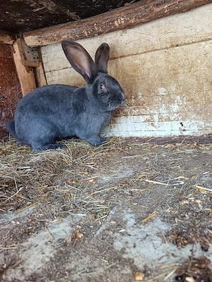 Mascul Fluture Albastru german disponibil pentru monta  - imagine 3