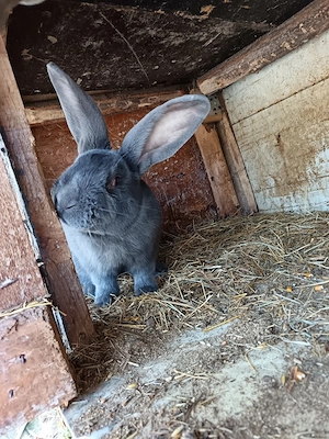 Mascul Fluture Albastru german disponibil pentru monta  - imagine 4