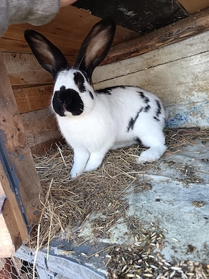 Mascul Fluture Pestrit German disponibil pentru monta  - imagine 3