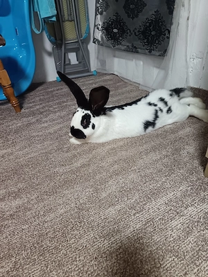 Mascul Fluture Pestrit German disponibil pentru monta 