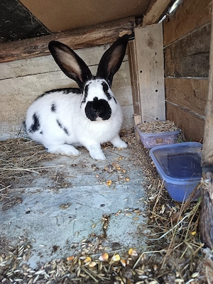 Mascul Fluture Pestrit German disponibil pentru monta  - imagine 2