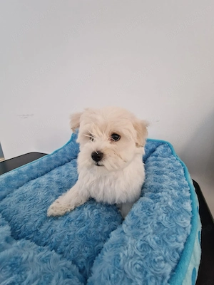 Cățelușa bichon maltez - imagine 2