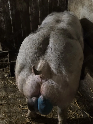 Disponibil Material Seminal Pietrain Belgian Pur (Monta)