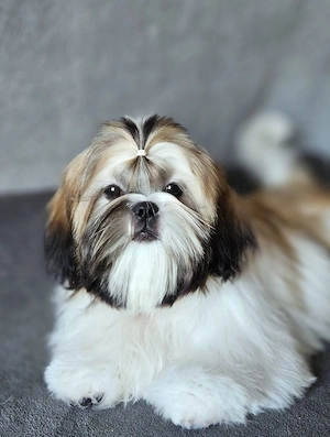 Fetiță Shih Tzu
