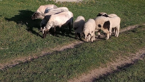 5 Oi cu miele de vânzare!