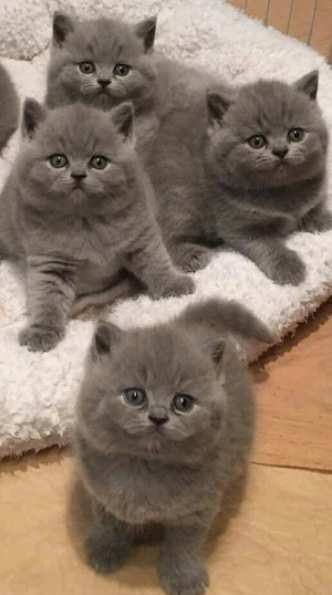 British shorthair Blue  - imagine 5