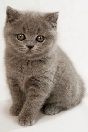 British shorthair Blue 