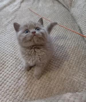 British shorthair Blue  - imagine 3