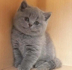 British shorthair Blue  - imagine 2