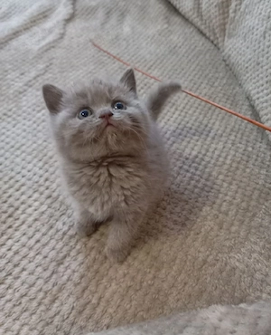 British shorthair Blue  - imagine 4