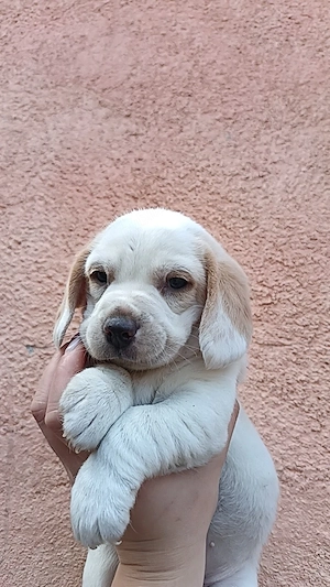 Fetita beagle bicolor - imagine 2