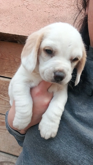 Fetita beagle bicolor - imagine 3