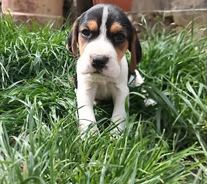 Beagle tricolor 
