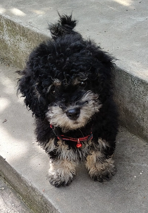 Catel Canish - Poodle talie mica