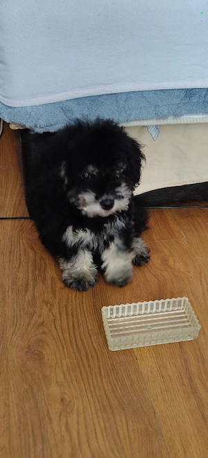 Catel Canish - Poodle talie mica - imagine 3