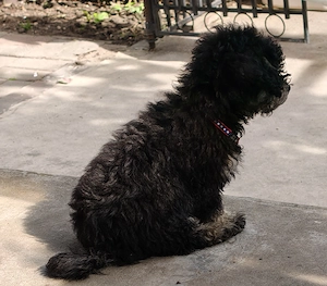 Catel Canish - Poodle talie mica - imagine 4