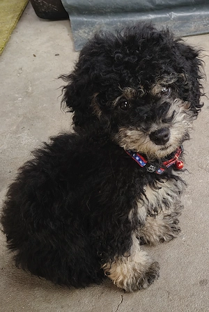 Catel Canish - Poodle talie mica - imagine 2