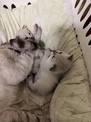 Pisoiasi fata și baietel - imagine 6