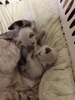 Pisoiasi siamezi fetiță și baietel - imagine 5