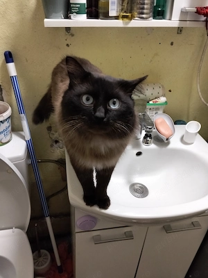 Pisoiasi siamezi fetiță și baietel