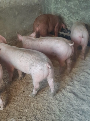 vând soldani dela 40 pana la 120 kg - imagine 3