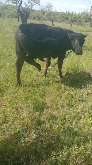 vând tăuraș angus