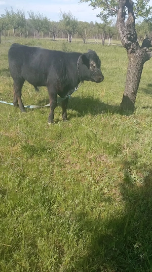 vând tăuraș angus - imagine 2