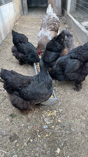 Oua brahma  - imagine 2