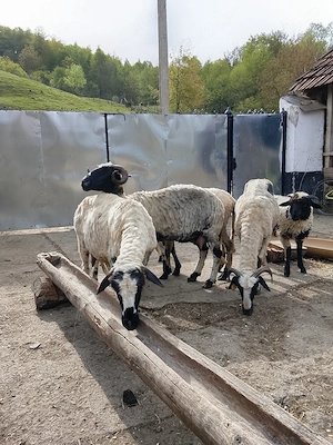 Vând   patru oi tinere