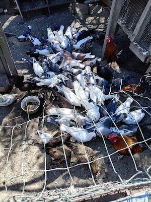 porumbei voiajori  - imagine 3