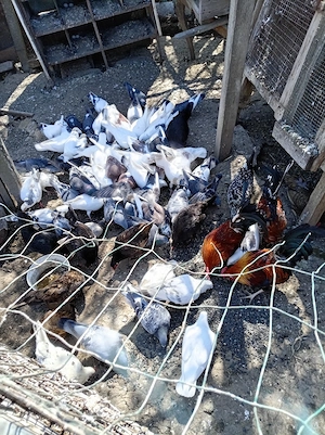 porumbei voiajori  - imagine 4