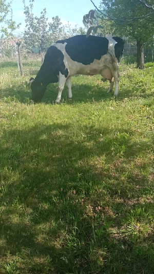 vand vaca cu lapte holstein 