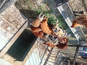 De vanzare purcei  - imagine 3