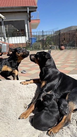 Vand pinscher pitic  - imagine 3