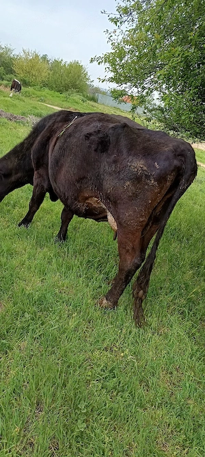 vacă de vânzare    - imagine 2