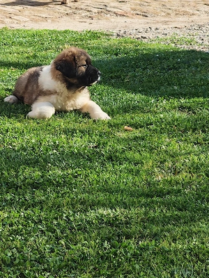 Ciobănesc caucazian