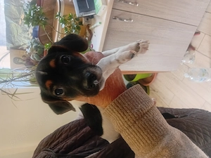 Pui Jack Russell Terrier vaccinati  - imagine 2