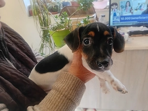 Pui Jack Russell Terrier vaccinati  - imagine 3