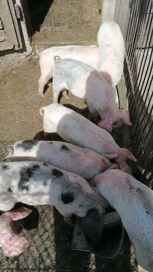 De vânzare 15 purcei(7 săptămâni )la Cornereva  - imagine 2